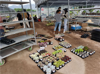 成都花木基地行业动态，硕士夫妻销售多肉植物逆市大增千万