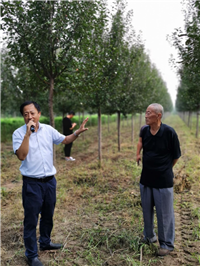 成都苗木基地行业资讯；万亩苗圃的三招“先”