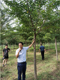 成都苗木基地行业资讯；万亩苗圃的三招“先”