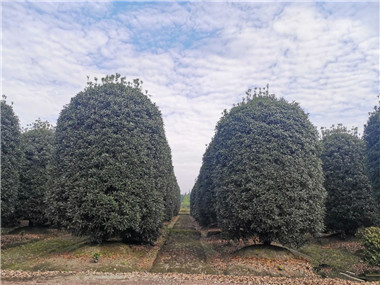 成都花木基地行业资讯；桂花树大王如何逆市雄起！