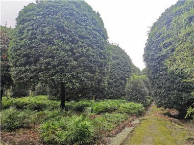 成都花木基地行业资讯；桂花树大王如何逆市雄起！