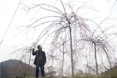 成都苗圃协会行业访谈；聊聊樱花树，市场、品种和方向