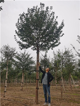 成都苗圃协会行业动态；乐开花的流苏苗圃老板