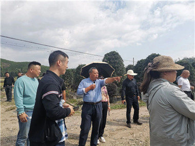 “销售联动，生产互补”，一群花木苗圃人的“抱团”寻路