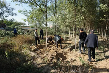 成都苗木基地小编谈；苗木移栽细节决定品质和成活率