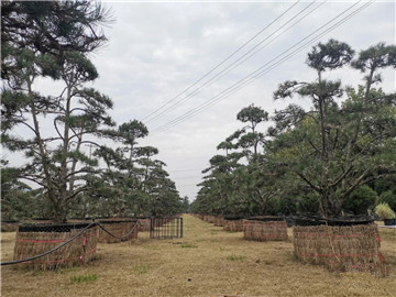 成都苗圃基地行业人物；“举火者”苏星棋