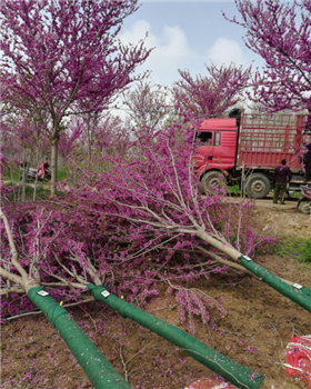 成都苗木基地小编谈：上半年南北方苗木销量下跌，未来会怎样？