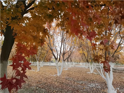 成都苗圃基地行业人物；老孟的“梦之树”