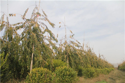 成都苗圃基地行业动态；苗之佳者，山水田丰