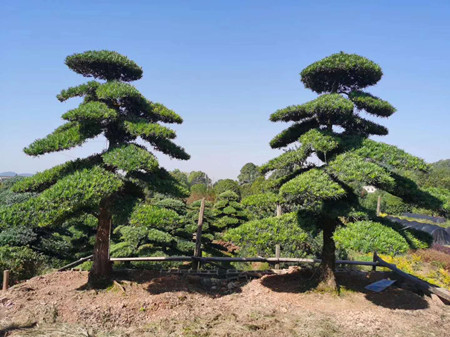 成都花木基地的造型罗汉松