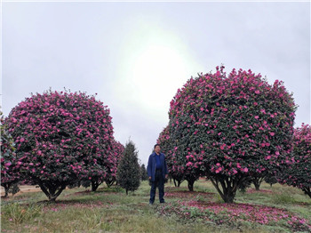 成都苗圃基地行业达人；蒋克伟：一辈子就做这一件事了