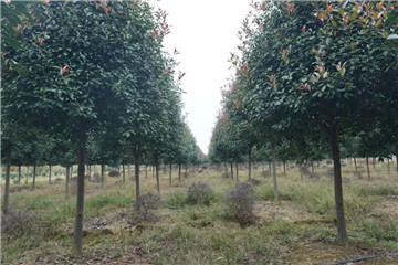 成都苗圃基地行业动态；红叶石楠这么种，要愁不够卖！