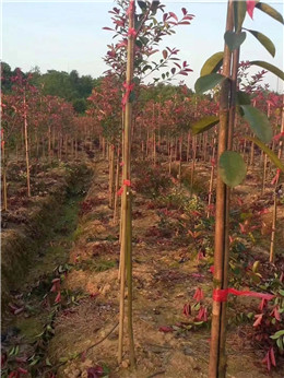 成都苗圃基地行业动态；红叶石楠这么种，要愁不够卖！