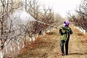 成都苗圃基地小编谈；清园用这招，让花木病虫无处遁形