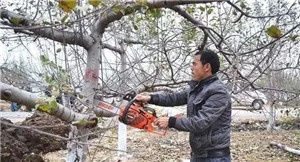 成都苗圃基地小编谈；清园用这招，让花木病虫无处遁形