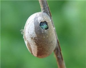 成都苗圃基地小编谈；清园用这招，让花木病虫无处遁形