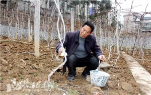 成都苗圃基地小编谈；清园用这招，让花木病虫无处遁形