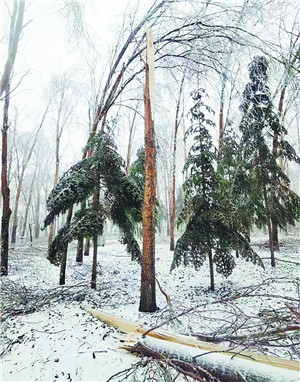 今春强冷空气袭击苗圃产业，花木遭遇冰雪冻害怎么办？