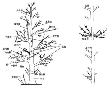 【实用技术】成都苗圃基地告诉你，必须掌握的苗木修剪技能