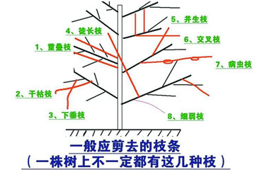 【实用技术】成都苗圃基地告诉你，必须掌握的苗木修剪技能