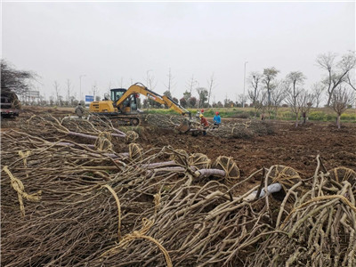 成都花木基地行业动态；500亩容器苗旗舰级苗圃放“大招”