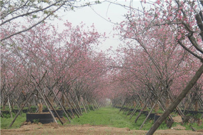 成都花木基地行业动态；500亩容器苗旗舰级苗圃放“大招”