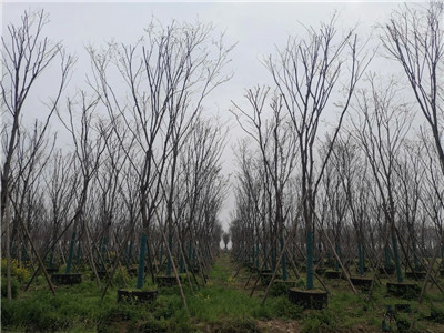 成都花木基地行业动态；500亩容器苗旗舰级苗圃放“大招”