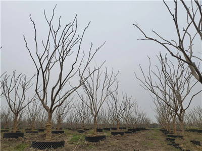 成都花木基地行业动态；500亩容器苗旗舰级苗圃放“大招”