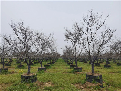 成都花木基地行业动态；500亩容器苗旗舰级苗圃放“大招”