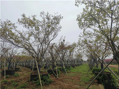 成都花木基地行业动态；500亩容器苗旗舰级苗圃放“大招”