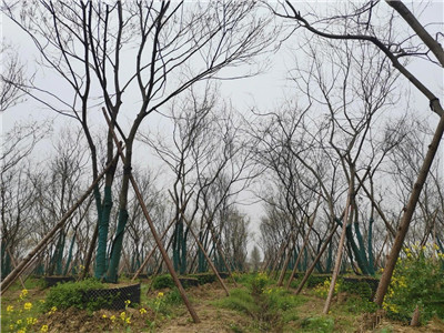 成都花木基地行业动态；500亩容器苗旗舰级苗圃放“大招”