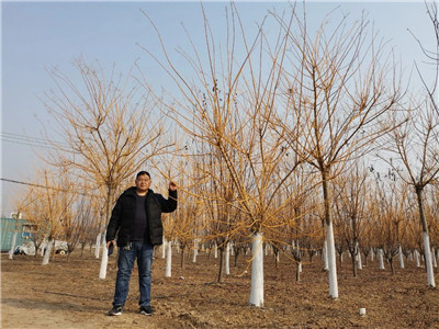 成都苗圃基地行业资讯；像他这样种，常规苗木一样卖出好价钱​！