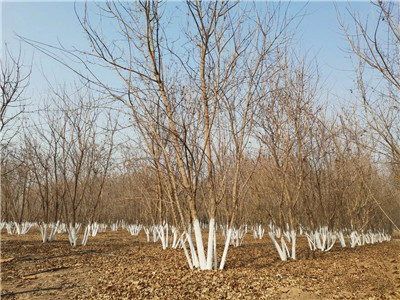 成都苗圃基地行业资讯；像他这样种，常规苗木一样卖出好价钱​！