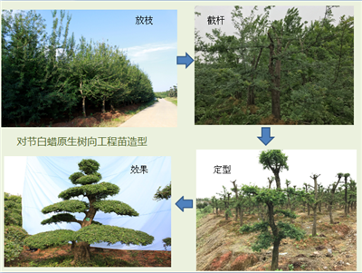 成都苗圃基地介绍，打造高端造型苗木，技术决定了造型树的“身价”