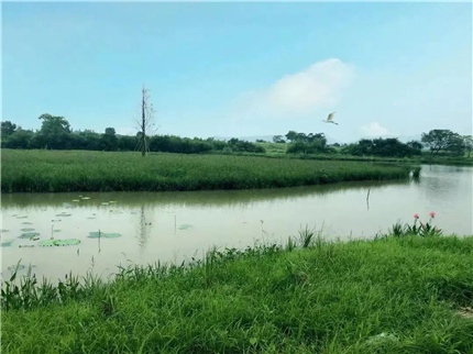 （花木行业资讯）遗址公园建设：首在保护，重在活化