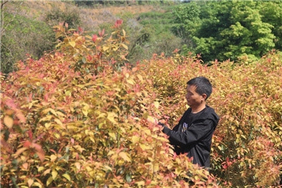 成都苗木基地推荐，专注乡土彩叶香樟树的龙头苗木企