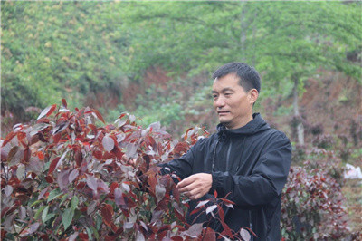 成都苗木基地推荐，专注乡土彩叶香樟树的龙头苗木企