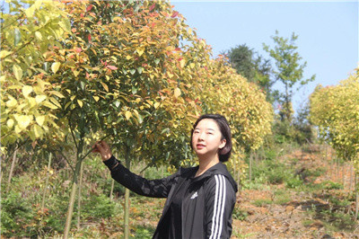 成都苗木基地推荐，专注乡土彩叶香樟树的龙头苗木企