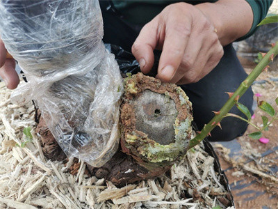 成都苗圃基地行业人物志|二哥和他的树状月季