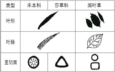 成都苗圃基地-苗木栽植实用技术