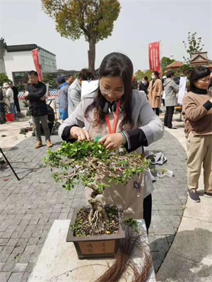 【成都苗木网资讯】在展会上，这个地方盆景拿奖拿到手软