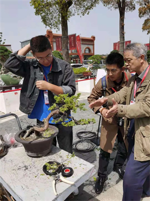 【成都苗木网资讯】在展会上，这个地方盆景拿奖拿到手软