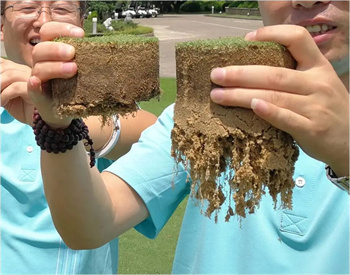 成都苗木基地小编浅谈草坪好搭档植物生长调节剂的效果和用法