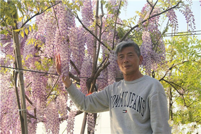 {苗圃人访谈}花甲之年，他成了“最美”紫藤的传承者和领路人