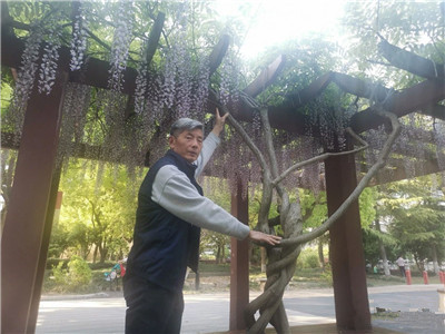 {苗圃人访谈}花甲之年，他成了“最美”紫藤的传承者和领路人