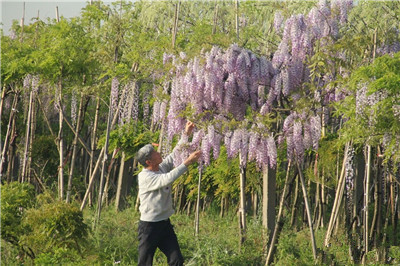 {苗圃人访谈}花甲之年，他成了“最美”紫藤的传承者和领路人