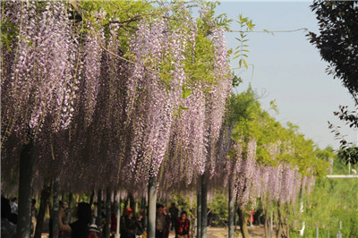 {苗圃人访谈}花甲之年，他成了“最美”紫藤的传承者和领路人