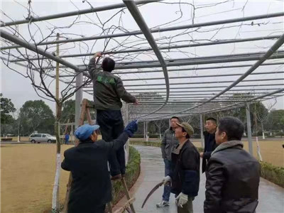 {苗圃人访谈}花甲之年，他成了“最美”紫藤的传承者和领路人