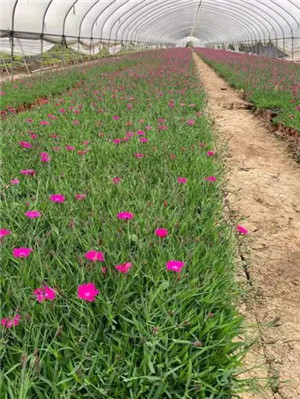 四川成都花木基地苗木行业资讯