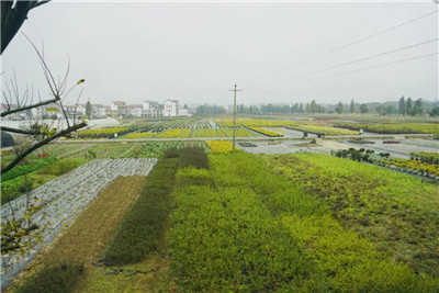 四川成都花木基地苗木行业资讯